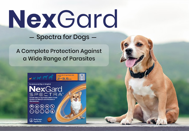NexGard Spectra for Dogs